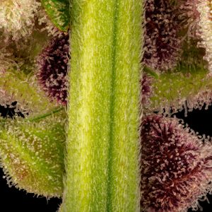 organe reproducteur de la femelle du cannabis avec un coté vert et l'autre violet