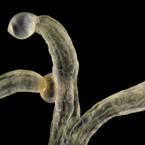trichome double sur fond noir
