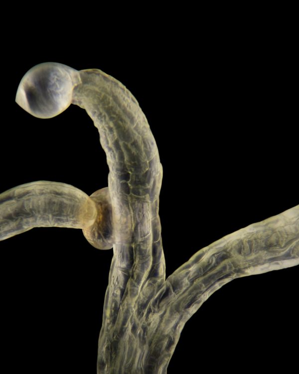 trichome double sur fond noir