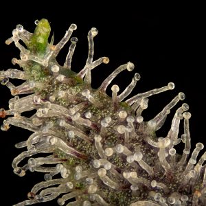 bout de feuille coloré vert et violet recouverte de trichome