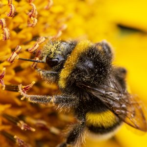 bourdon butinant sur un tournesol