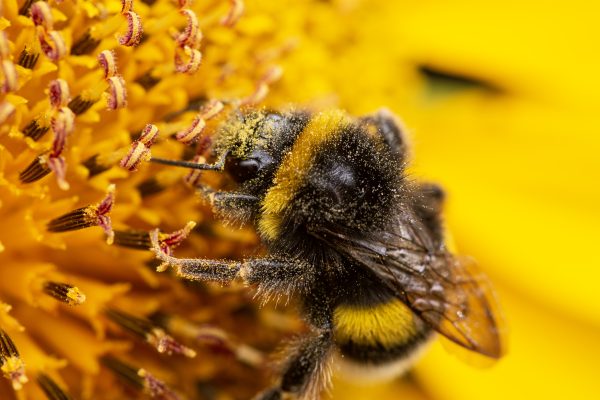 bourdon butinant sur un tournesol