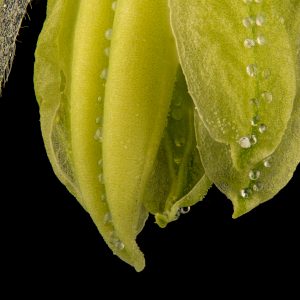 fleurs mâle vue au microscope