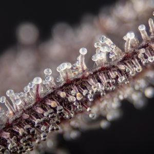 bord de feuille en diagonale recouvert de trichome