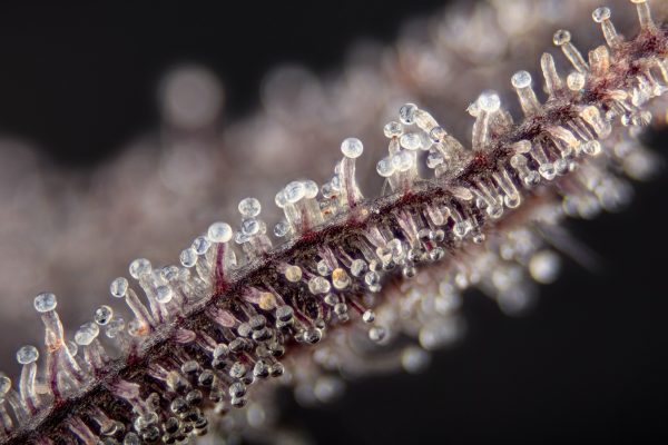 bord de feuille en diagonale recouvert de trichome