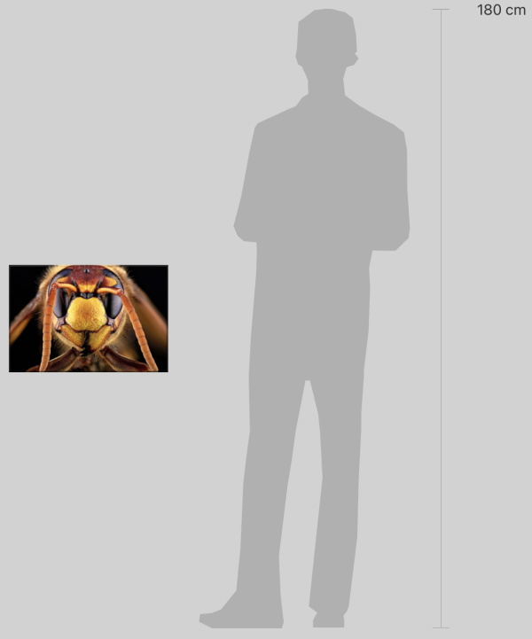 image montrant la dimension du tableau par rapport à un homme de 1m80