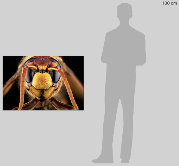 image montrant la dimension du tableau par rapport à un homme de 1m80